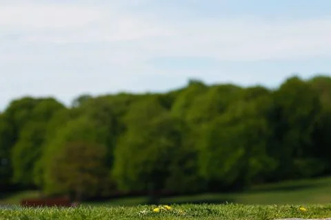 Grass and trees Stock Photos