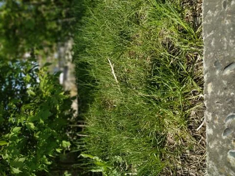 Grass and trees Foto stock