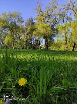 Grass and trees Stock Photos