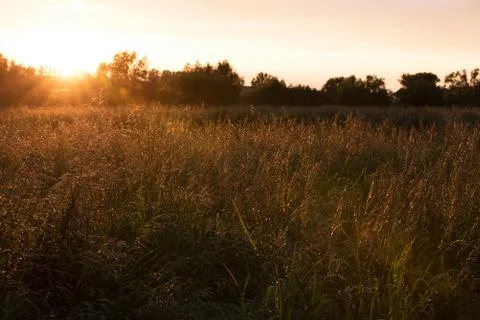 Grass and trees under the sun at sunset Stock Photos