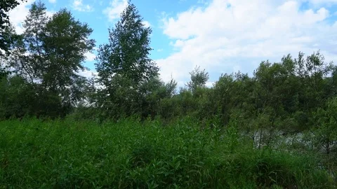 Grass and trees wind. 库存影片 112952218