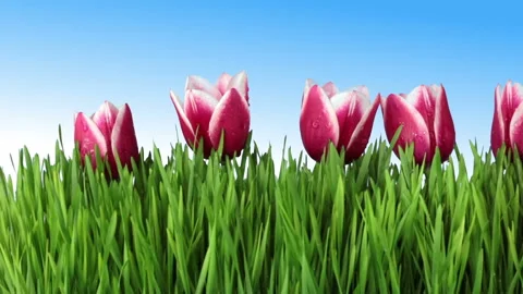 Grass and tulips Vidéo 106457379