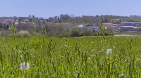 Grass and village Stock-Footage 49353103