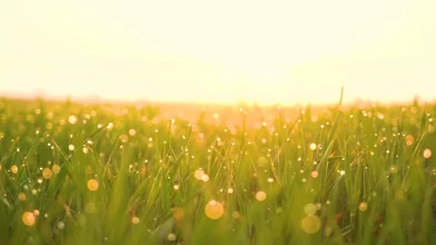 Grass and water drops macro background. Grass with water drops and sun rays  Stock Footage 301710560
