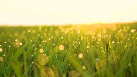 Grass and water drops macro background. Grass with water drops and sun rays  Stock Footage 301710562