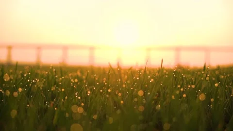 Grass and water drops macro background. Grass with water drops and sun rays  Stock Footage 301710582