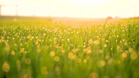 Grass and water drops macro background. Grass with water drops and sun rays  Stock Footage 301710588