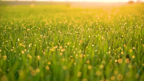 Grass and water drops macro background. Grass with water drops and sun rays  Stock Footage 301710589