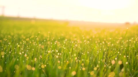 Grass and water drops macro background. Grass with water drops and sun rays  Stock Footage 301710600