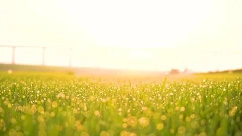 Grass and water drops macro background. Grass with water drops and sun rays  Stock Footage 301710601