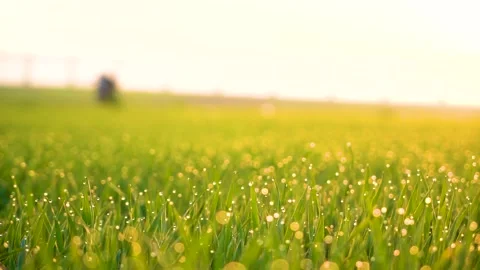Grass and water drops macro background. Grass with water drops and sun rays  Stock Footage 301710626