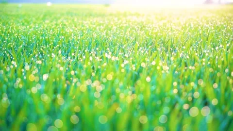 Grass and water drops macro background. Grass with water drops and sun rays  Stock Footage 301710627