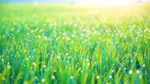 Grass and water drops macro background. Grass with water drops and sun rays  Stock Footage 301710628