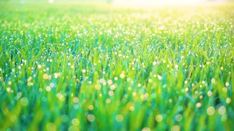 Grass and water drops macro background. Grass with water drops and sun rays  Stock Footage 301710654