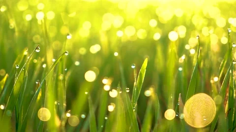 Grass and water drops macro background. Grass with water drops and sun rays  Stock Footage 301710655