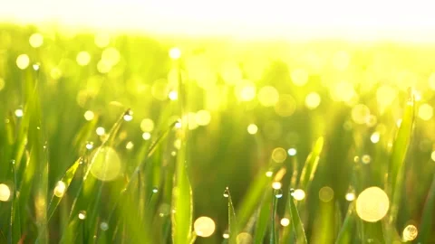 Grass and water drops macro background. Grass with water drops and sun rays  Stock Footage 301710664