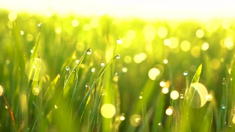 Grass and water drops macro background. Grass with water drops and sun rays  Stock Footage 301710666