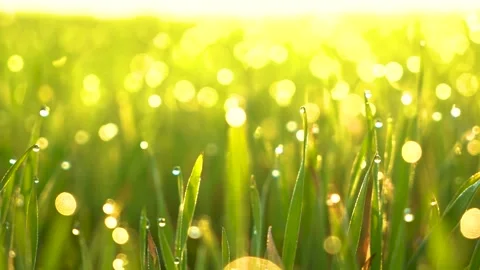 Grass and water drops macro background. Grass with water drops and sun rays  Stock Footage 301710668