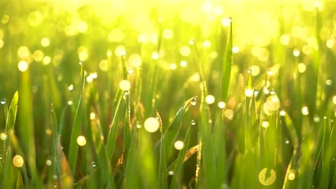 Grass and water drops macro background. Grass with water drops and sun rays  Stock Footage 301710669