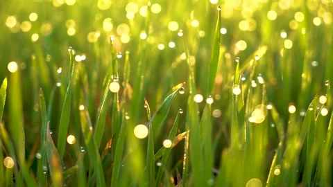 Grass and water drops macro background. Grass with water drops and sun rays  Stock Footage 301710677