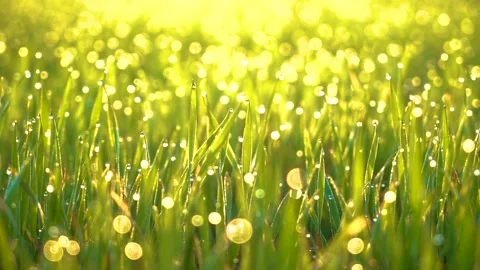 Grass and water drops macro background. Grass with water drops and sun rays  Stock Footage 301710678