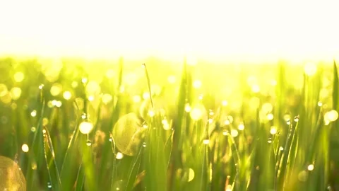 Grass and water drops macro background. Grass with water drops and sun rays  Stock Footage 301710681