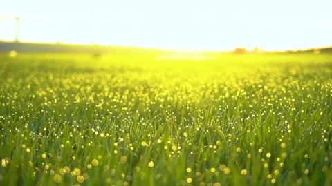 Grass and water drops macro background. Grass with water drops and sun rays  Stock Footage 301710682