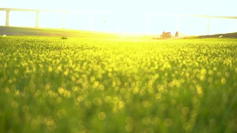 Grass and water drops macro background. Grass with water drops and sun rays  Stock Footage 301710700