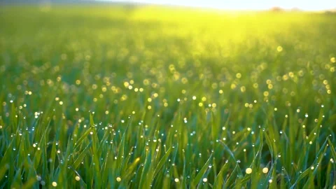 Grass and water drops macro background. Grass with water drops and sun rays  Stock Footage 301710728