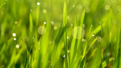 Grass and water drops macro background. Grass with water drops and sun rays  Stock Footage 301710740