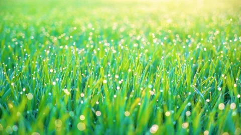 Grass and water drops macro background. Grass with water drops and sun rays  Stock Footage 301710743