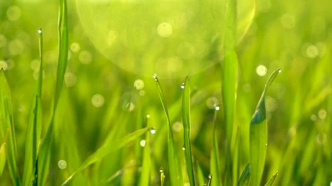 Grass and water drops macro background. Grass with water drops and sun rays  Stock Footage 301710758