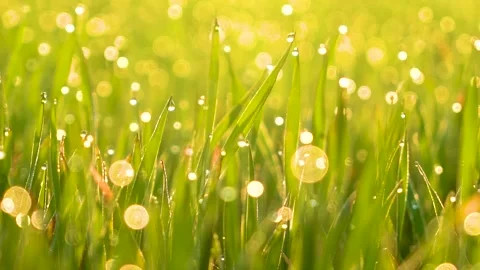 Grass and water drops macro background. Grass with water drops and sun rays  Stock Footage 301710782
