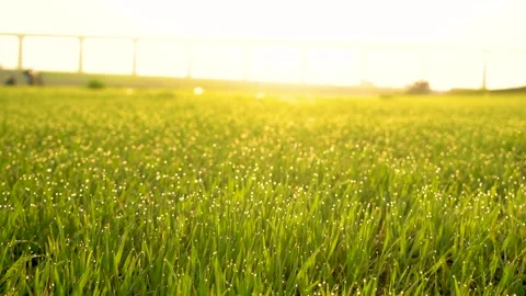 Grass and water drops macro background. Grass with water drops and sun rays  Stock Footage 301710793
