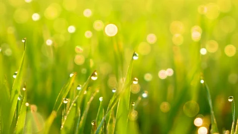 Grass and water drops macro background. Grass with water drops and sun rays  Stock Footage 301710794