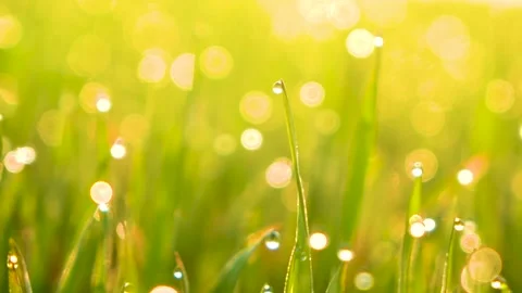 Grass and water drops macro background. Grass with water drops and sun rays  Stock Footage 301710795