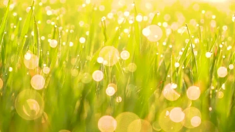 Grass and water drops macro background. Grass with water drops and sun rays  Stock Footage 301710808