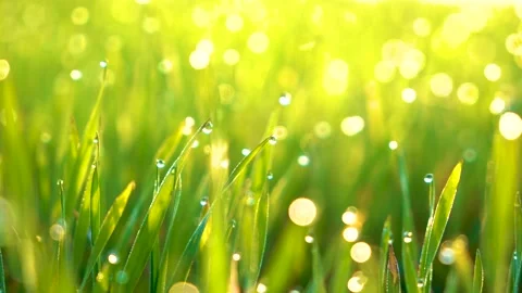 Grass and water drops macro background. Grass with water drops and sun rays  Stock Footage 301710810