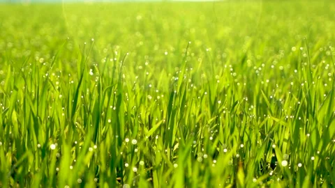 Grass and water drops macro background. Grass with water drops and sun rays  Stock Footage 301710811