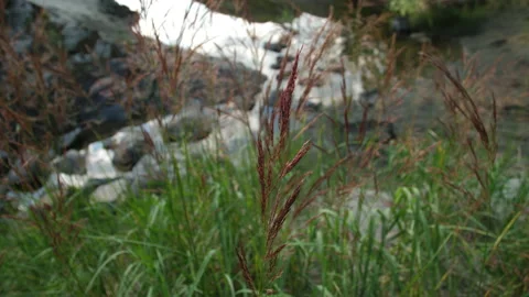 Grass and water Stock Footage 204710809