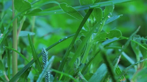 GRASS AND WHEAT  WITH DEW DROPS GREEN PLANTS   EARLY MORNING Video stock 281345370