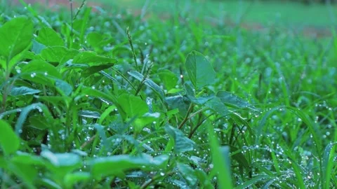 GRASS AND WHEAT WITH DEW DROPS GREEN PLANTS EARLY MORNING Video stock 281391602
