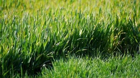 Grass and wheat field caressed by the wind for background Stock Footage 286217580