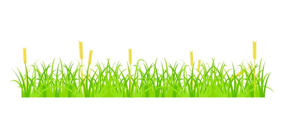 Grass and wheat Stock Illustration