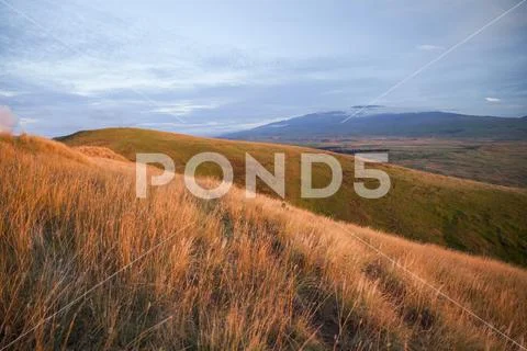 Grass and wildflowers on the slopes of Kohala Mountain with Mauna Kea in the dis Stock Photos