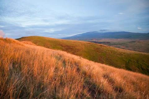 Grass and wildflowers on the slopes of Kohala Mountain with Mauna Kea in the dis Stock Photos