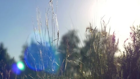 Grass And Wind 2 스톡 동영상 70989589