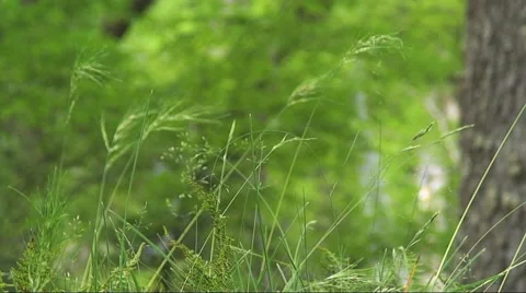 Grass and Wind Blowing HD - Stock Footage 40712682