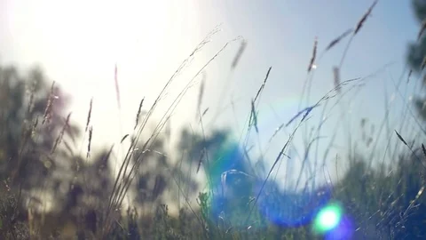 Grass And Wind 스톡 동영상 70988920
