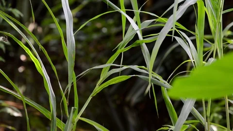 Grass and wind Stock Footage 99117050